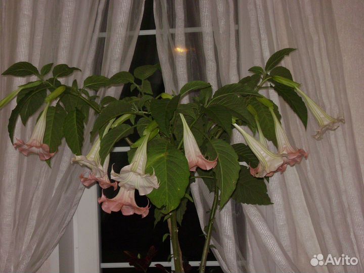 Бургундия(трубы ангела)