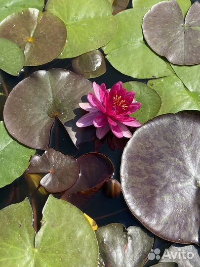 Нимфеи для пруда