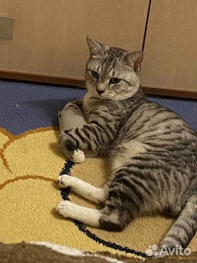 Кот на вязку