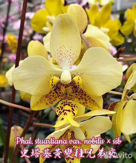 Орхидея stuartiana var. nobilis sib арома