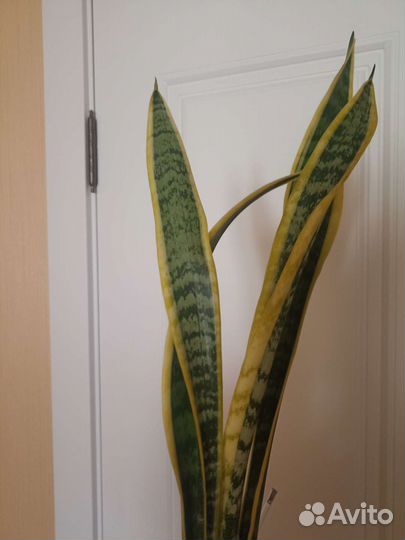 Сансевиерия, Лауренти