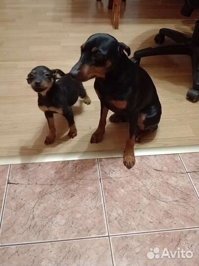 Щенки цвергпинчера