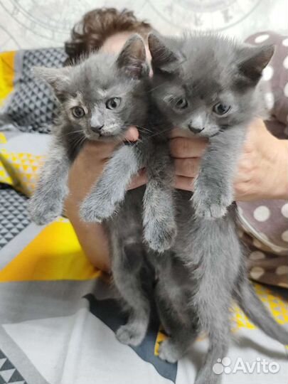 Кошечка в добрые руки