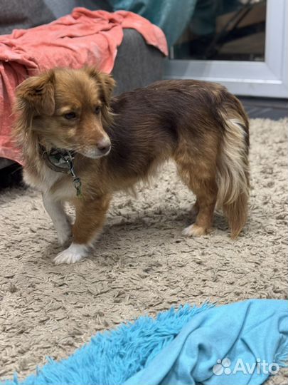 Алопекис греческая собака