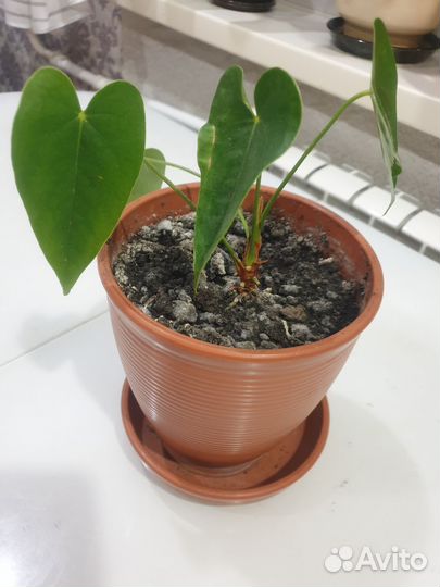 Комнатные цветы антуриум