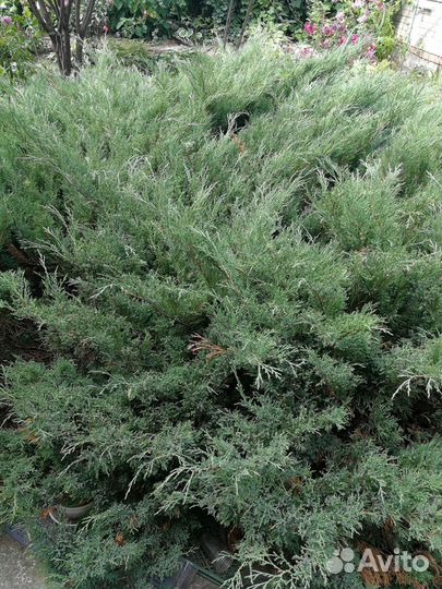 Можжевельник