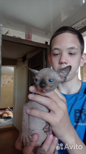 Канадский сфинкс котенок