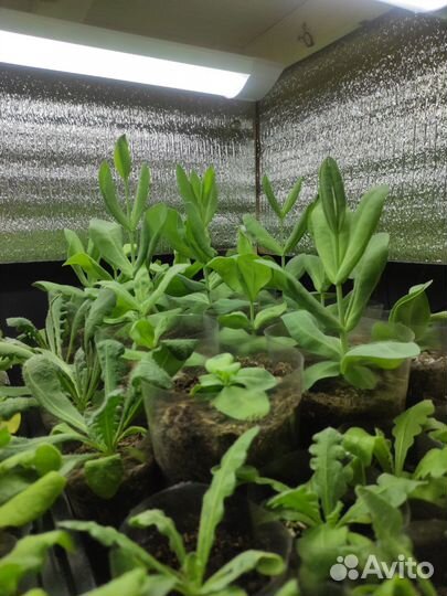 Эустома рассада