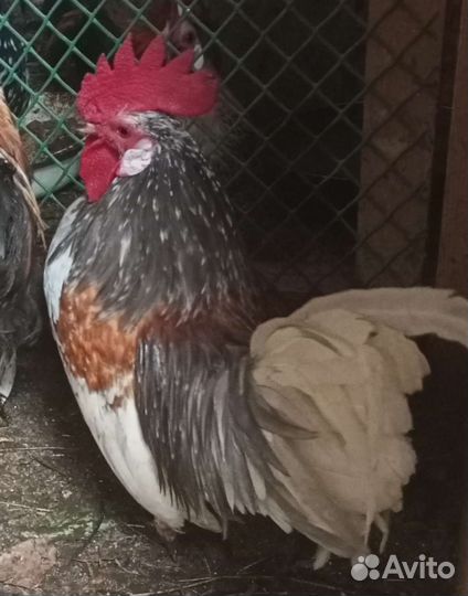 Бентамки,декоративные. Цыплята бентам и декор