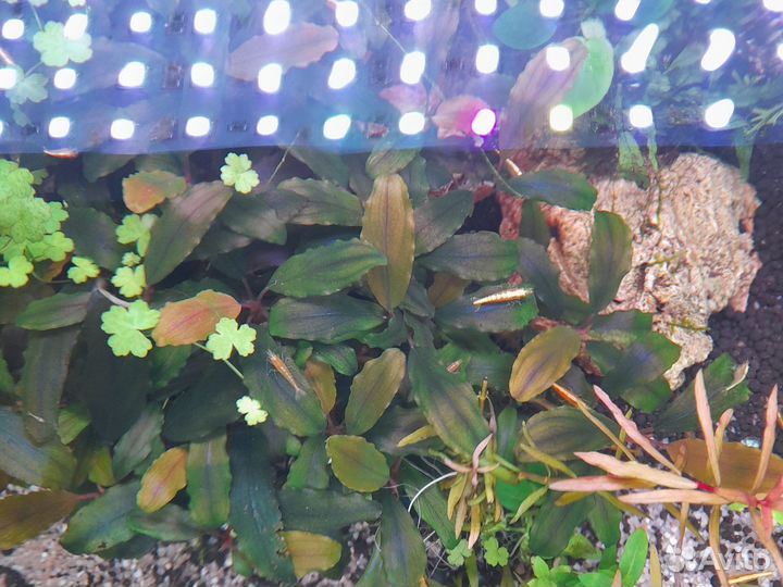 Аквариумные растения наборы, креветки