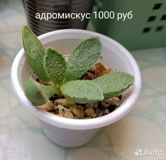 Хавортия адромискус кактус