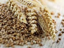 Зерно: ячмень, пшеница, мука для крс