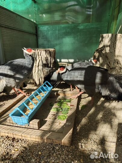 Фазаны и бентамки