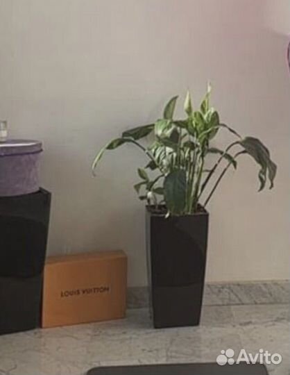 Спатифиллюм цветок в кашпо