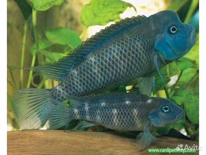 Стеатокранус Львиноголовая мирная цихлида, Бурунди