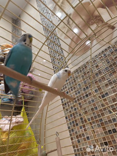 Волнистые попугаи