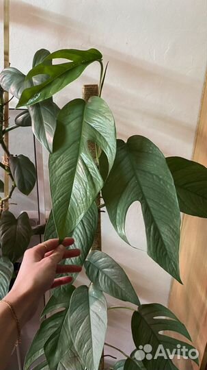 Эпипремнум pinnatum cebu blue