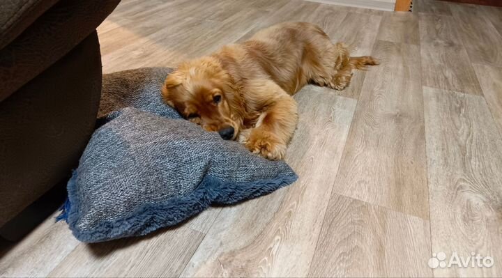 Вязка английский кокер спаниель