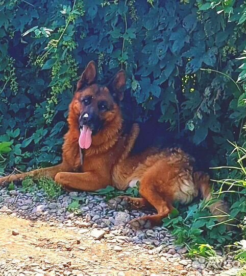 Щенки немецкой овчарки