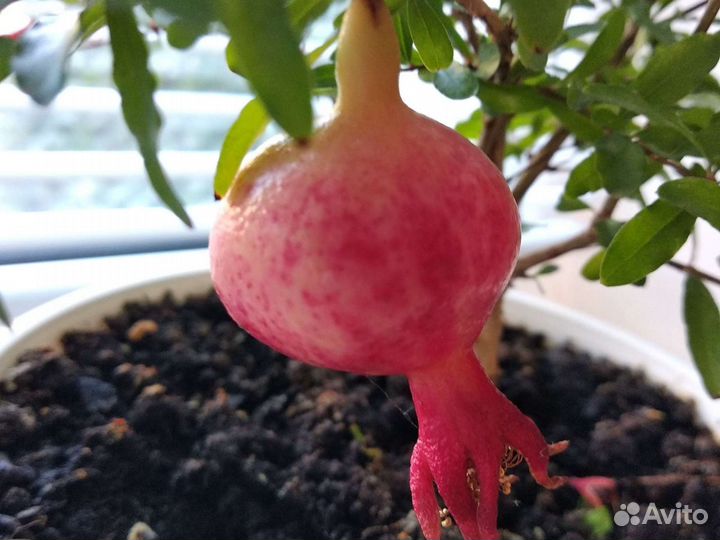 Сортовой комнатный гранат