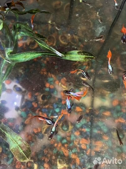 Аквариумные рыбки гуппи