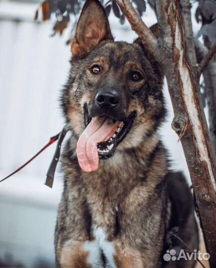 Собаки бесплатно в добрые руки