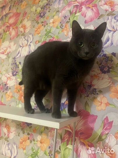 Русская голубая