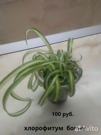 Панданус, ктенанта, хлорофитум, хавортия