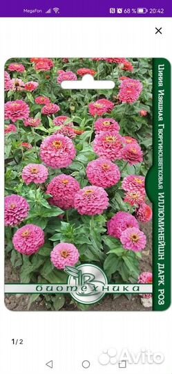 Циния рассада