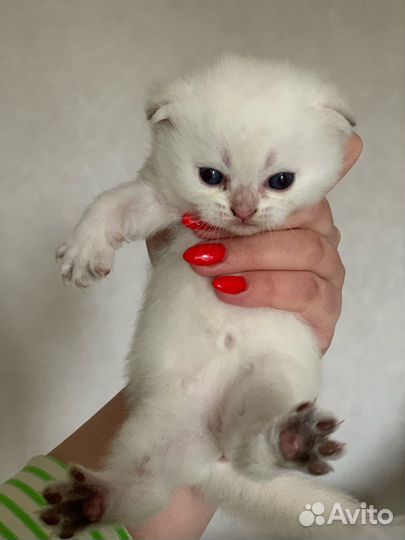 Шотландские вислоухие шиншиллы