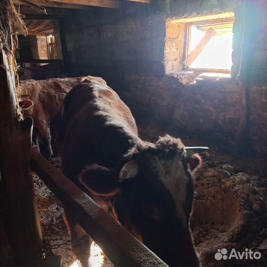 Быки на мясо через веса
