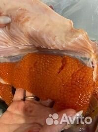 Печень трески Мурманск, икра форели из Карелии