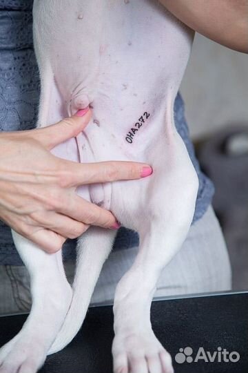 Клеймение щенков и взрослых собак