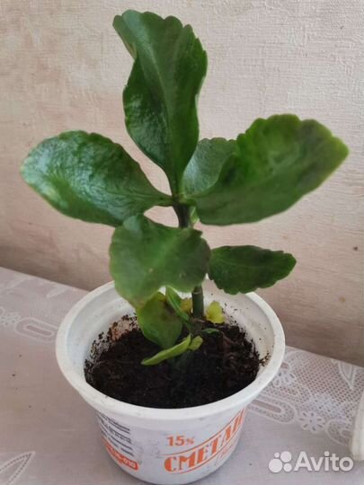 Каланхоэ цветущий