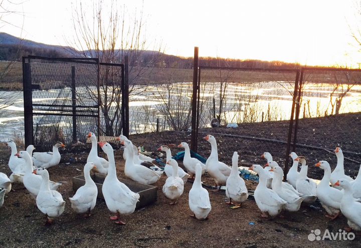 Яйцо Гусиное (Линда/Холмагоры) Инкубационное