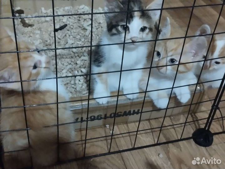 Отдам в добрые руки