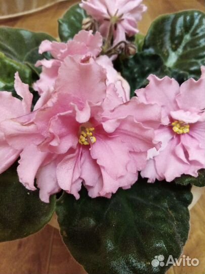 Сортовые фиалки