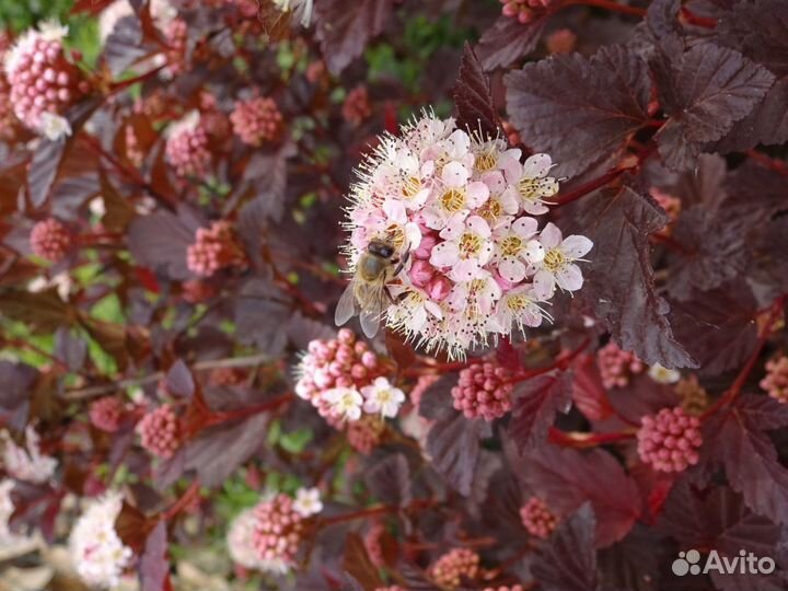 Саженцы пузыреплодника
