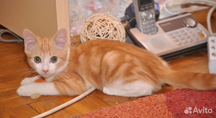 Солнечный рыжик Руди-игривый мальчик 2,5 мес.в дар