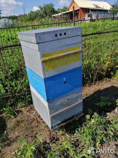 Пчелы с ульями, пчелосемьи на высадку