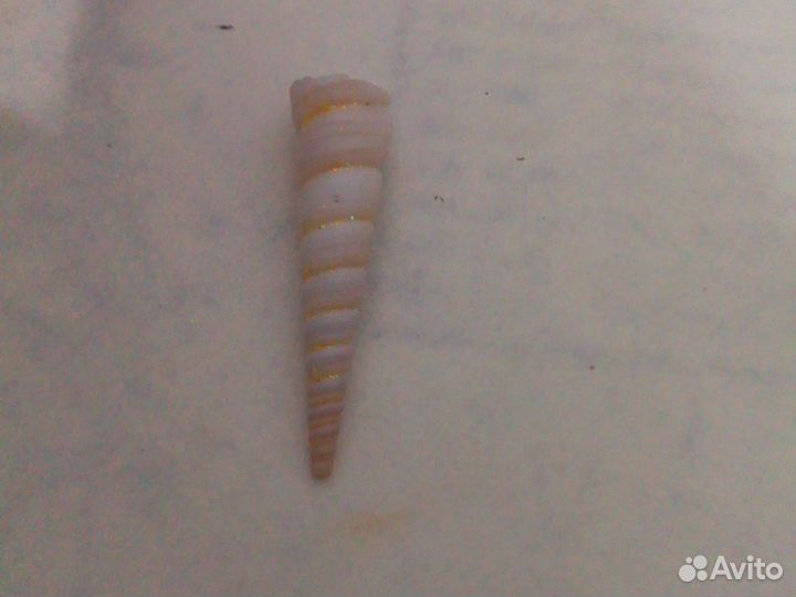 Ракушка на счастье в душе