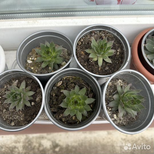 Уличные суккуленты