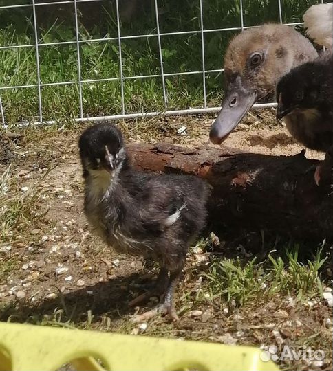 Цыплята суточные, утята мускусной утки - индоутки