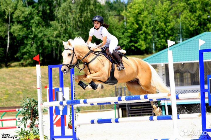 Лошадь в аренду Джамп