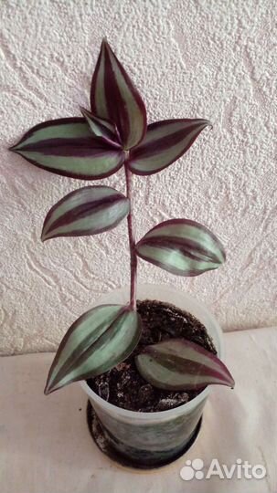 Традесканция зебрина и колонхое