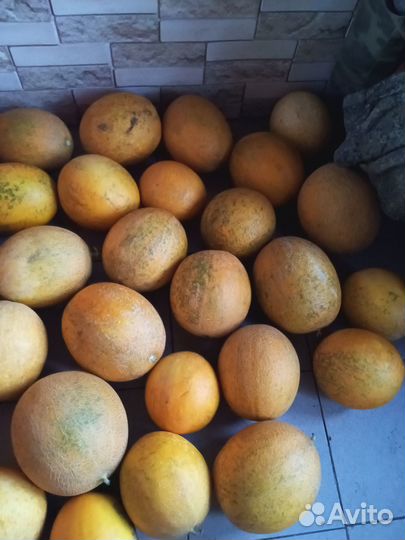 Продам дыни домашние