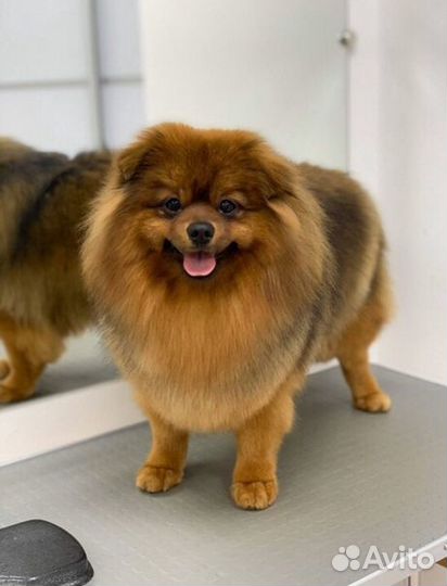 Стрижка кошек и собак