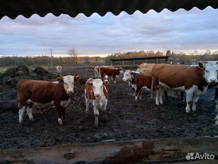 Бычки гелифорды