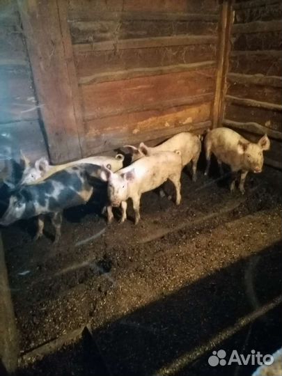 Поросенок ландрас