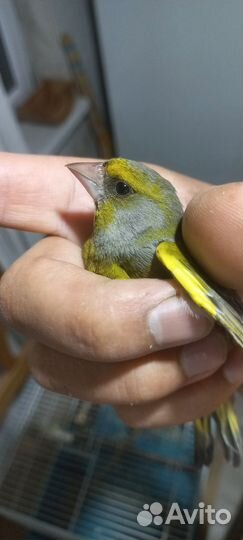 Птица зеленушки